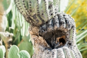 old saguaro